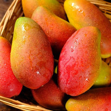 Julina Mango Fruit Tree Seeds