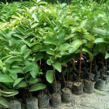 🔥Hot Sale💚 Organic Guava Seeds🌱 Easy Grow