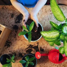 🔥Hot Sale💚 Organic Guava Seeds🌱 Easy Grow