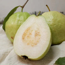 🔥Hot Sale💚 Organic Guava Seeds🌱 Easy Grow
