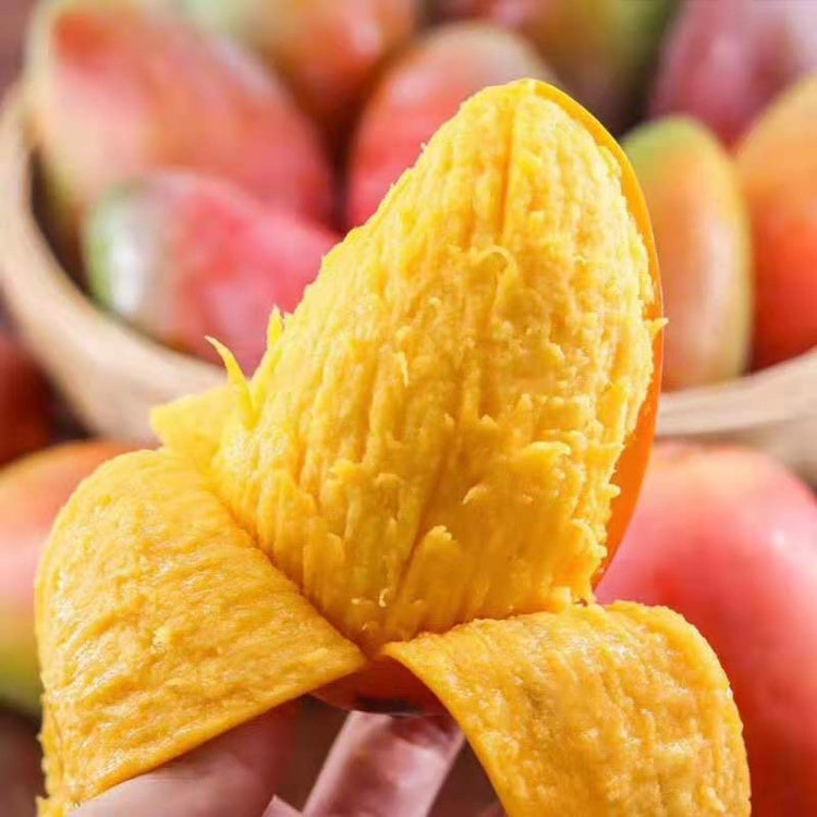 Julina Mango Fruit Tree Seeds