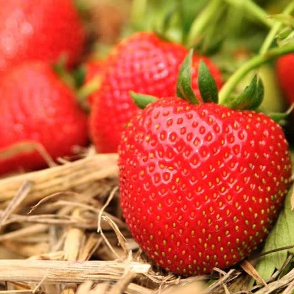 “2025 Garden Upgrade 🌸 Get Premium Strawberry Plants at 49% OFF — Today Only!”