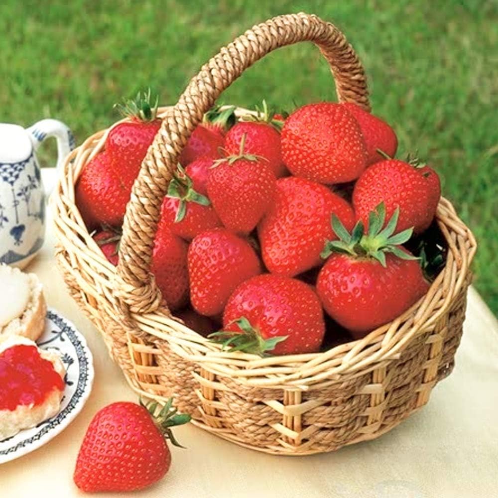 “2025 Garden Upgrade 🌸 Get Premium Strawberry Plants at 49% OFF — Today Only!”