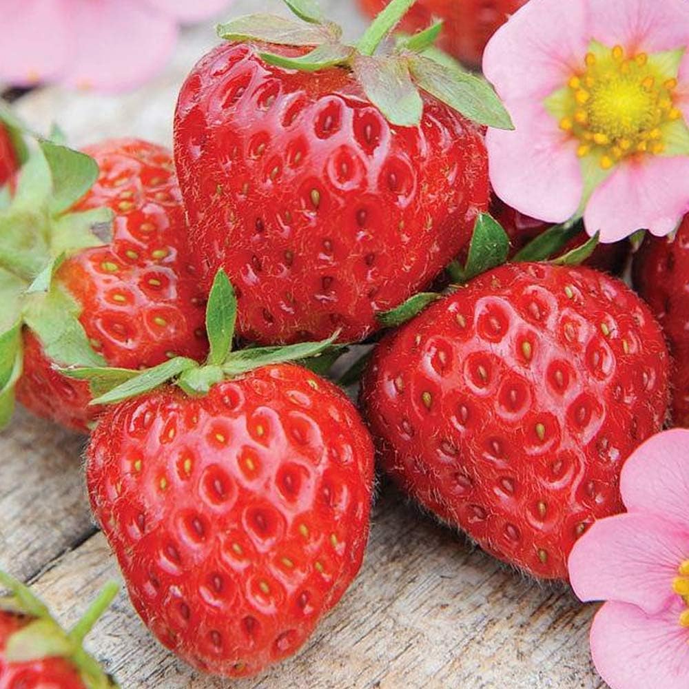 “2025 Garden Upgrade 🌸 Get Premium Strawberry Plants at 49% OFF — Today Only!”