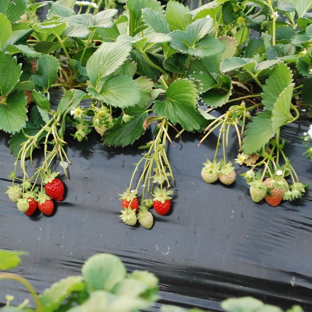 “2025 Garden Upgrade 🌸 Get Premium Strawberry Plants at 49% OFF — Today Only!”