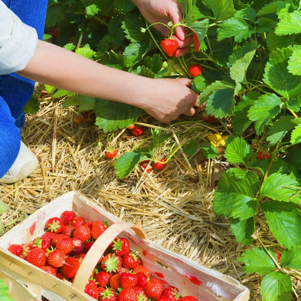 “2025 Garden Upgrade 🌸 Get Premium Strawberry Plants at 49% OFF — Today Only!”