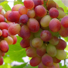 Midknight Beauty Grapes Plant- Giant Rose (Rose scented)- 98% Germination🔥