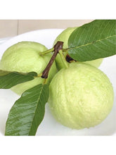 🔥Hot Sale💚 Organic Guava Seeds🌱 Easy Grow