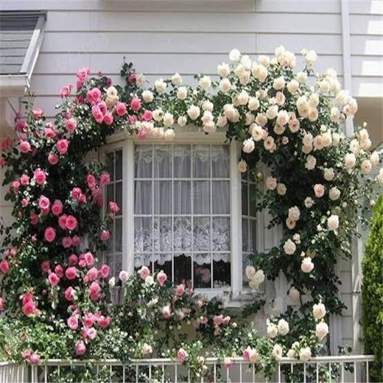 Climbing Vine Rose Flower Seeds🌹