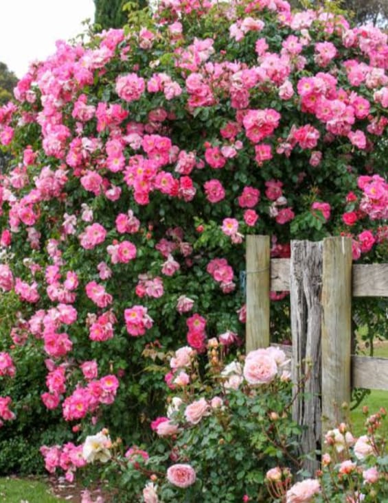 Climbing Vine Rose Flower Seeds🌹