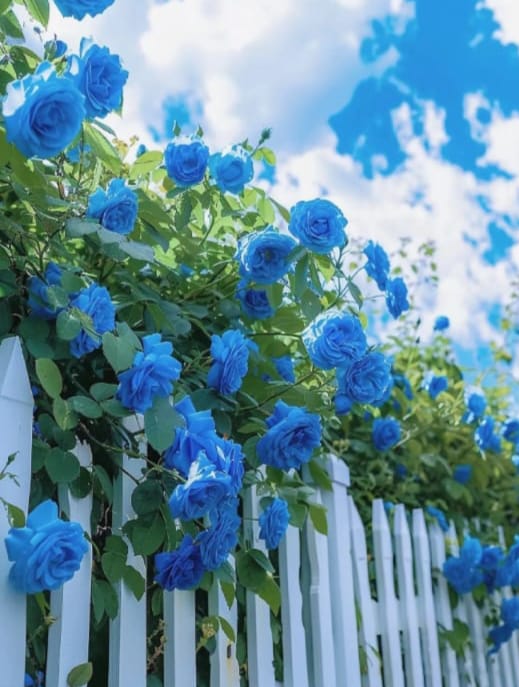 Climbing Vine Rose Flower Seeds🌹9 Stunning Colors