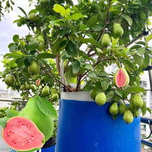 🔥Hot Sale💚 Organic Guava Seeds🌱 Easy Grow