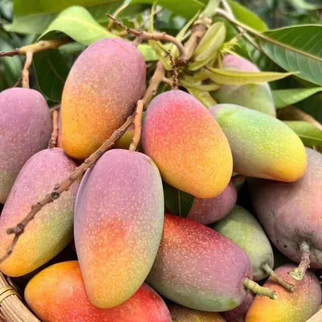 Julina Mango Fruit Tree Seeds