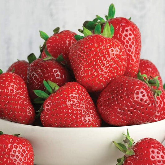 “2025 Garden Upgrade 🌸 Get Premium Strawberry Plants at 49% OFF — Today Only!”