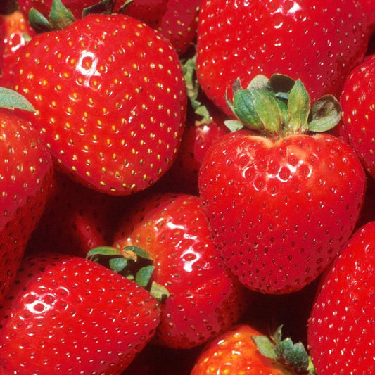 “2025 Garden Upgrade 🌸 Get Premium Strawberry Plants at 49% OFF — Today Only!”